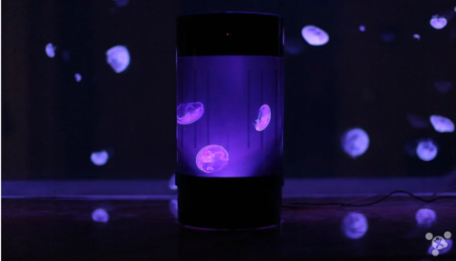 宠物爱好者福音 新设备可以让你在家里养水母