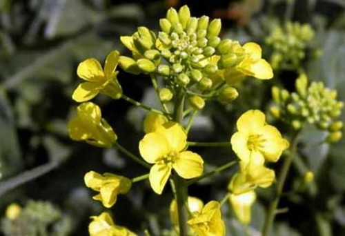 臭氧污染中国 还干扰蜜蜂减弱花香