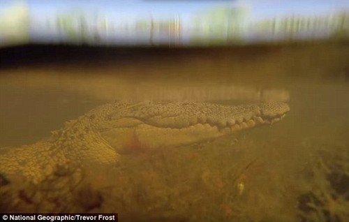 GoPro记录被鳄鱼吃掉的最后画面