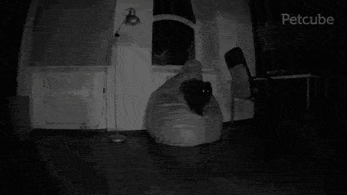 当宠物的专职「保姆」,这台机器可比你专业多了!